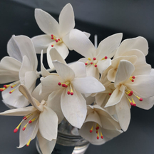 Diffuseur naturel séché Sola Fleurs pour parfum